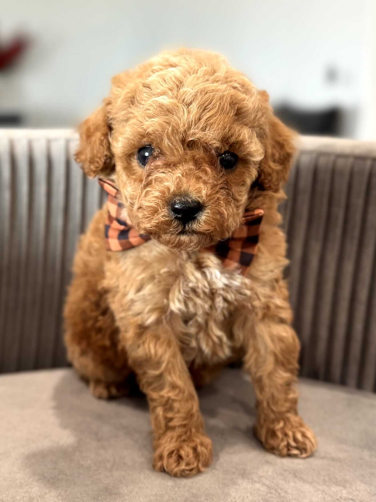 toy poodle dog