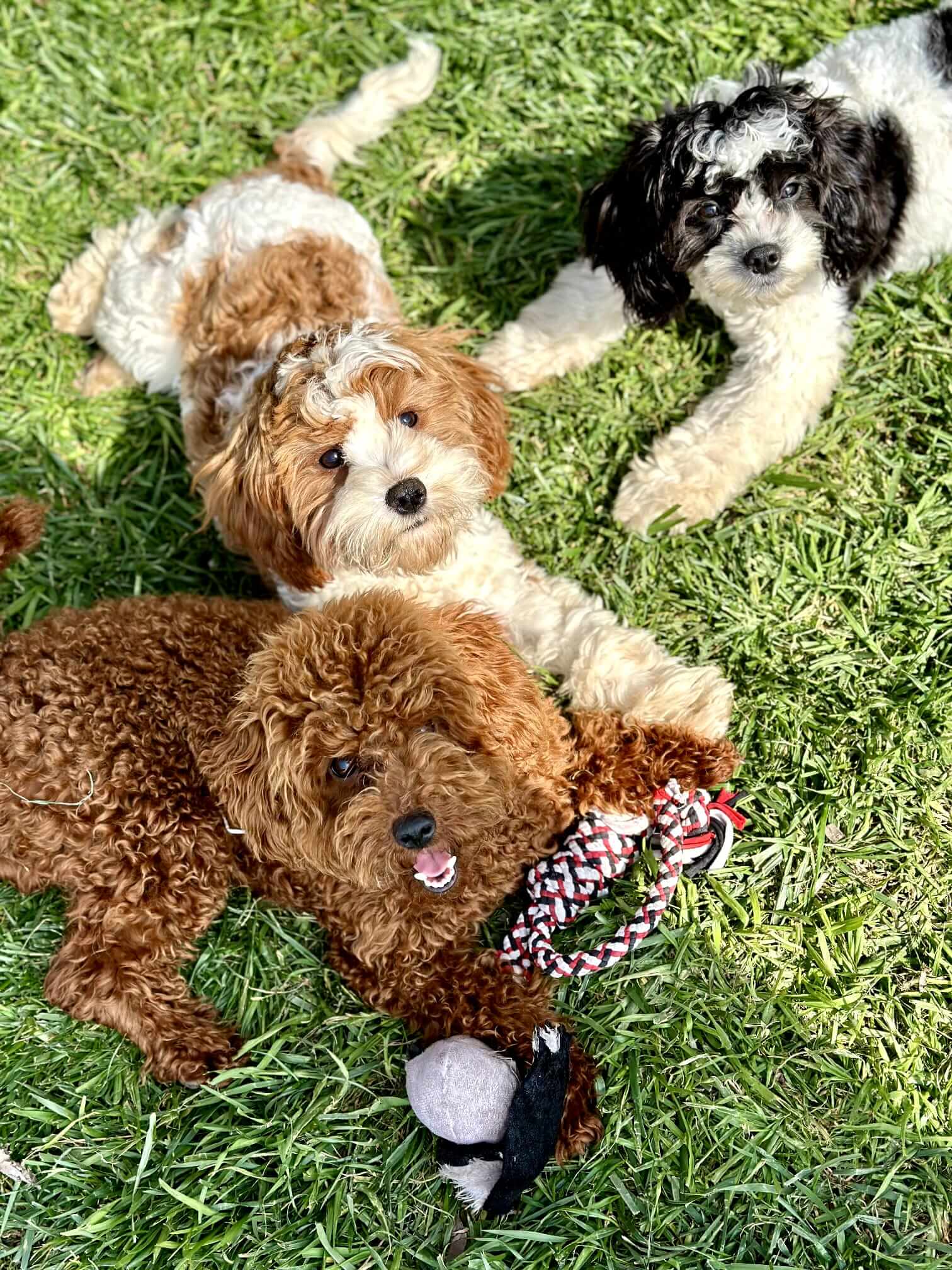 Toy poodle dogs playing