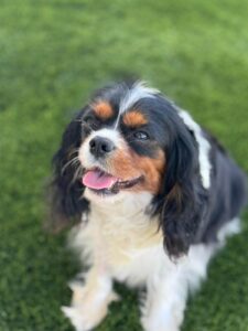 Cavalier King Charles Spaniel