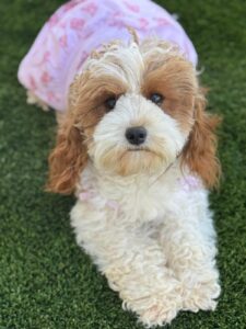 F1 Cavapoo Dog