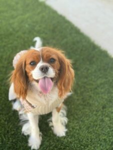 cavalier king charles spaniel
