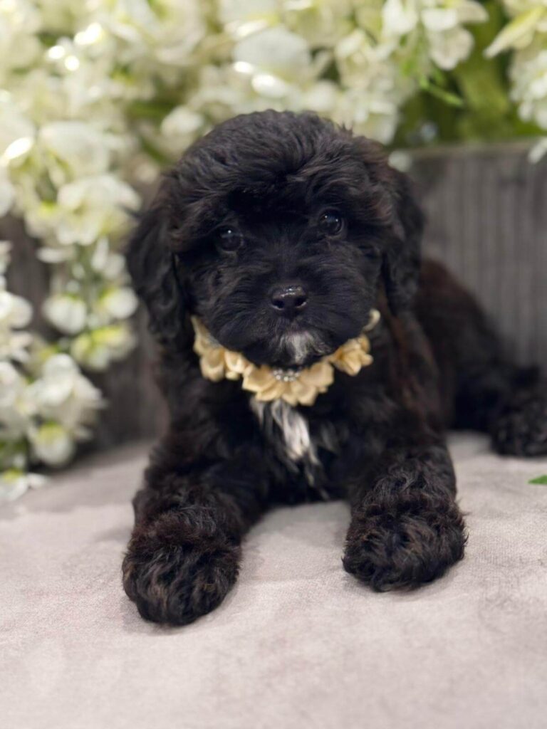 F1-cavapoo