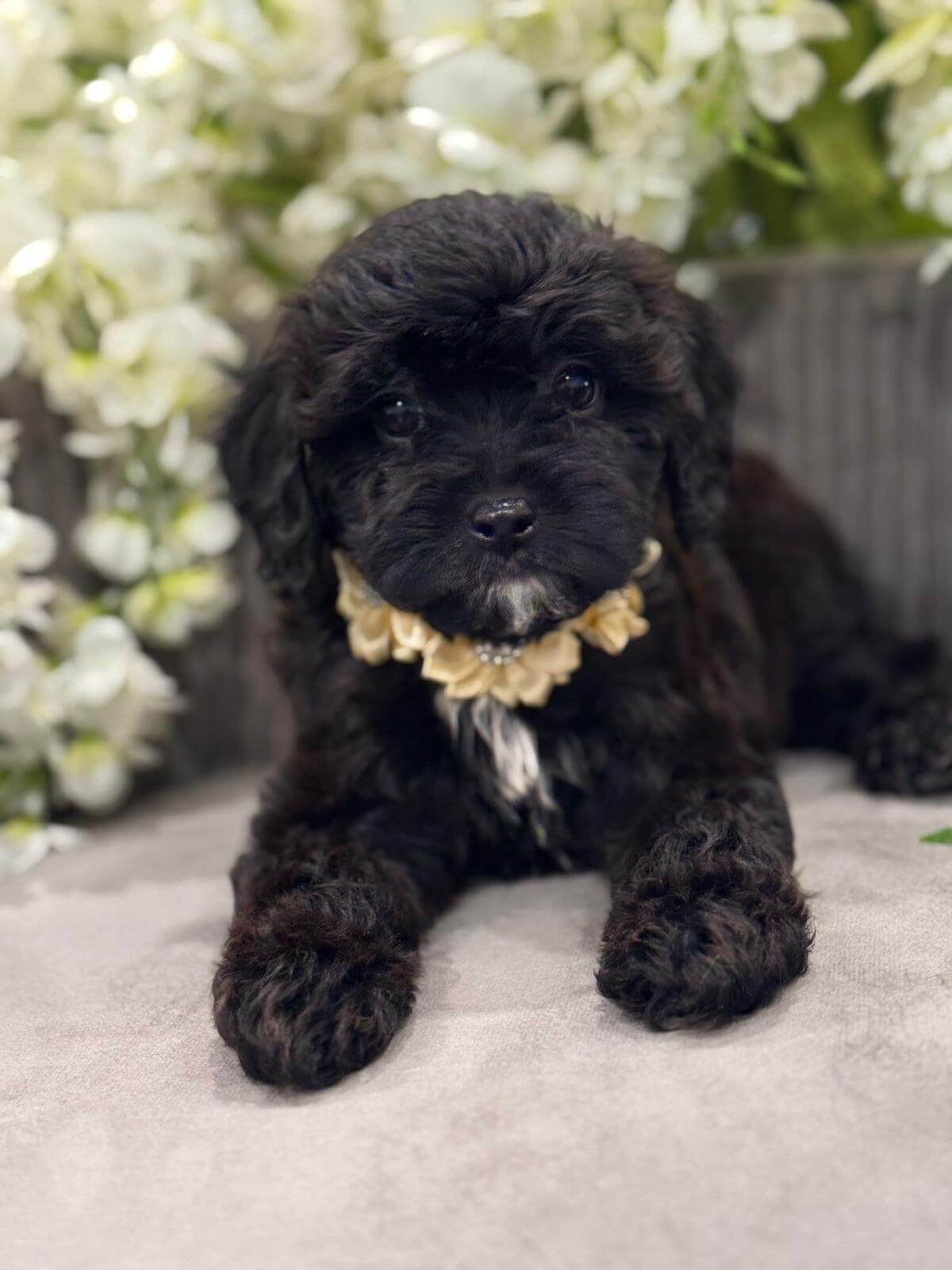 F1-cavapoo
