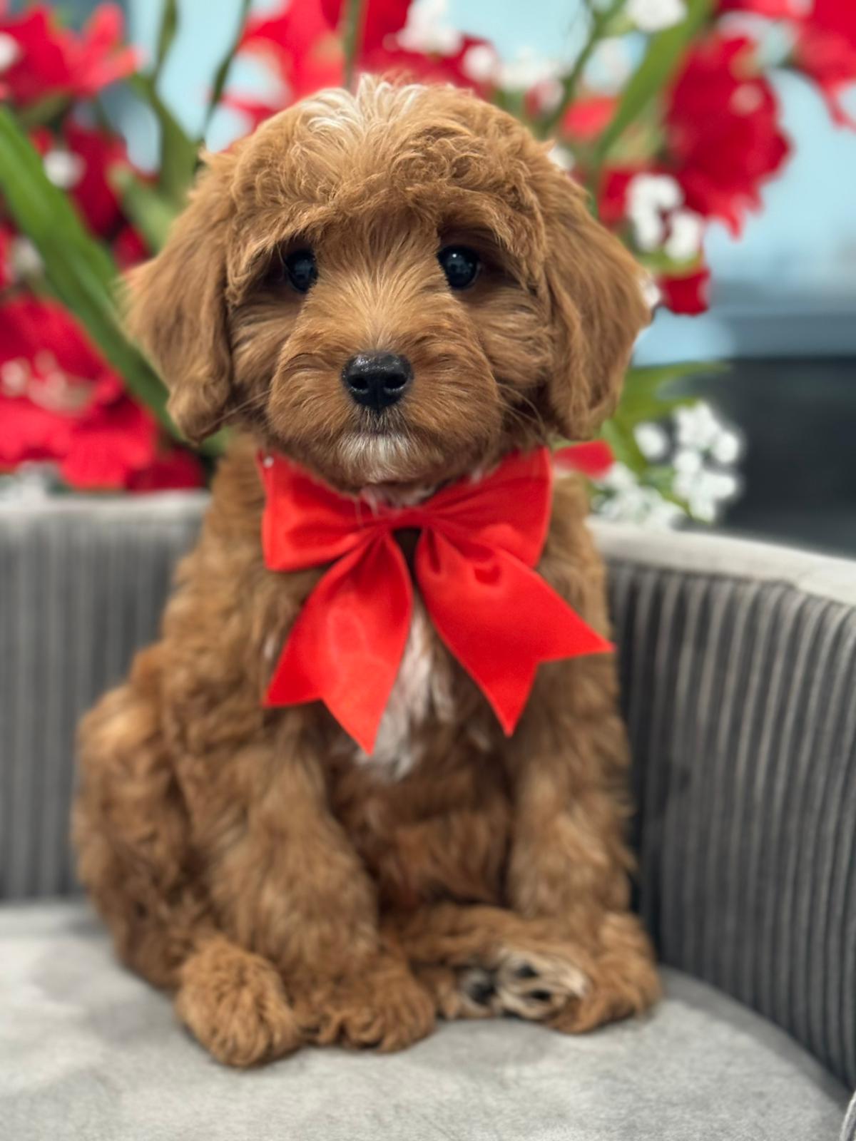 F1b-cavapoo doggi
