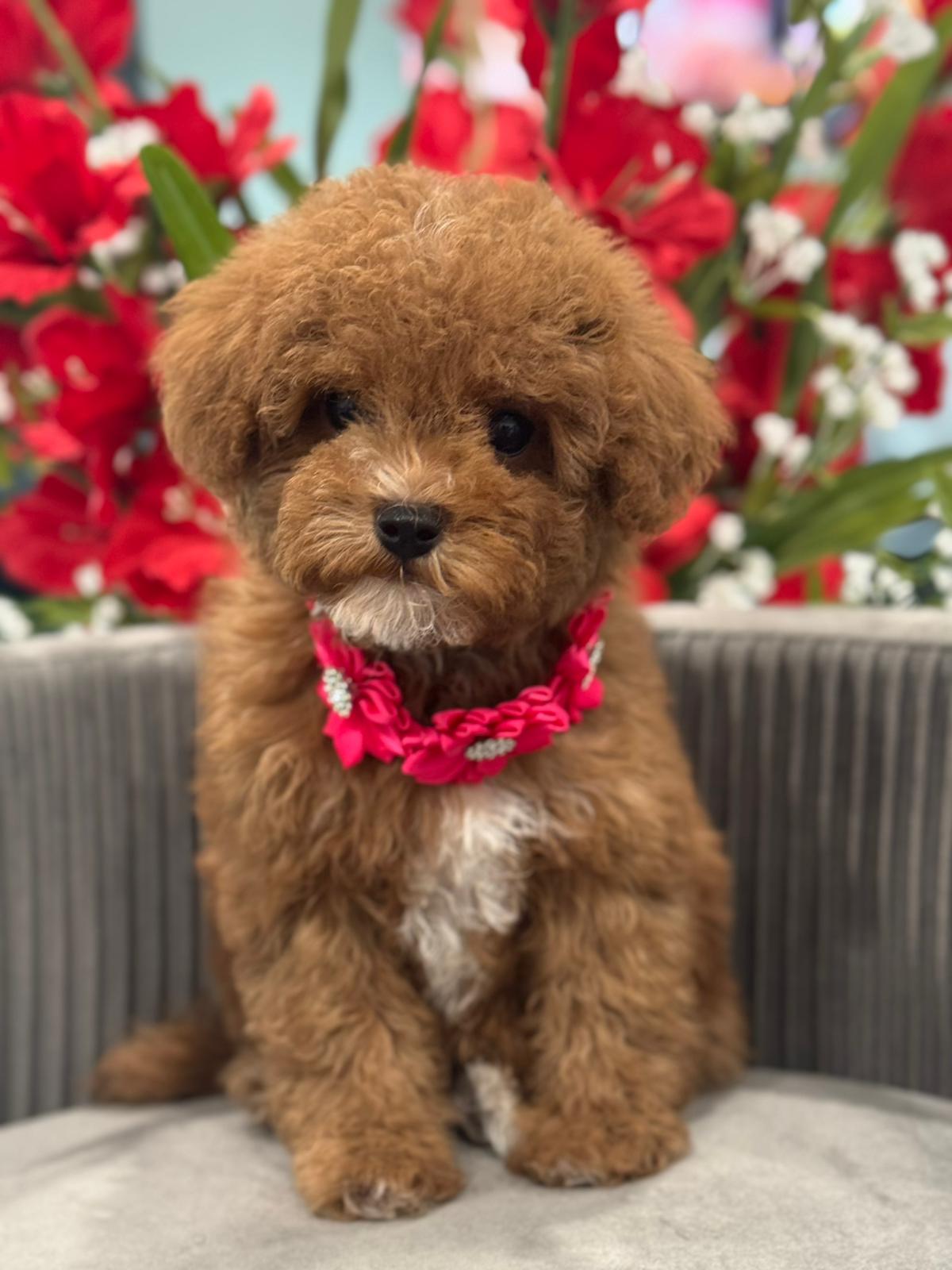 F1b-cavapoo doggi