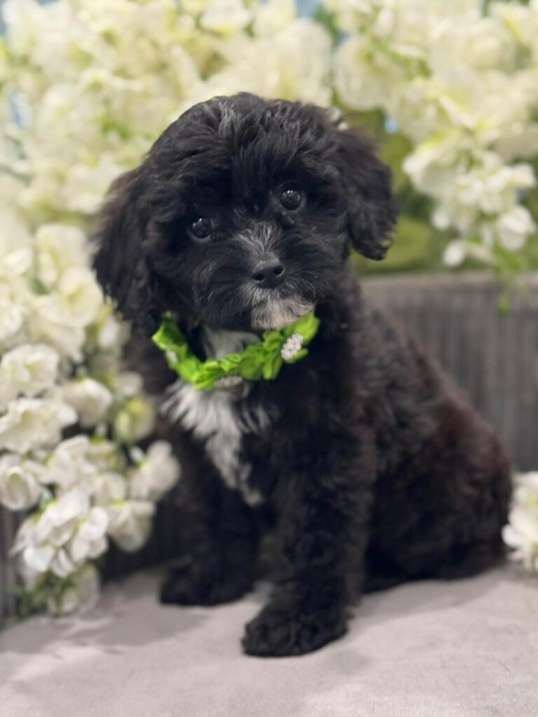 f1-cabapoo-doggi