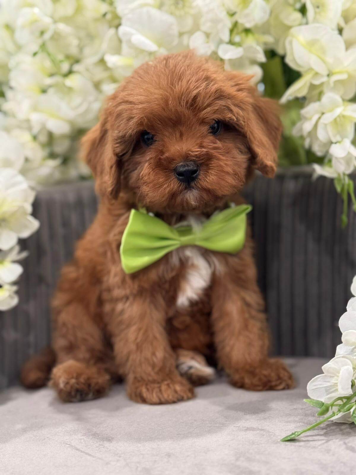 f1-cavapoo-puppie