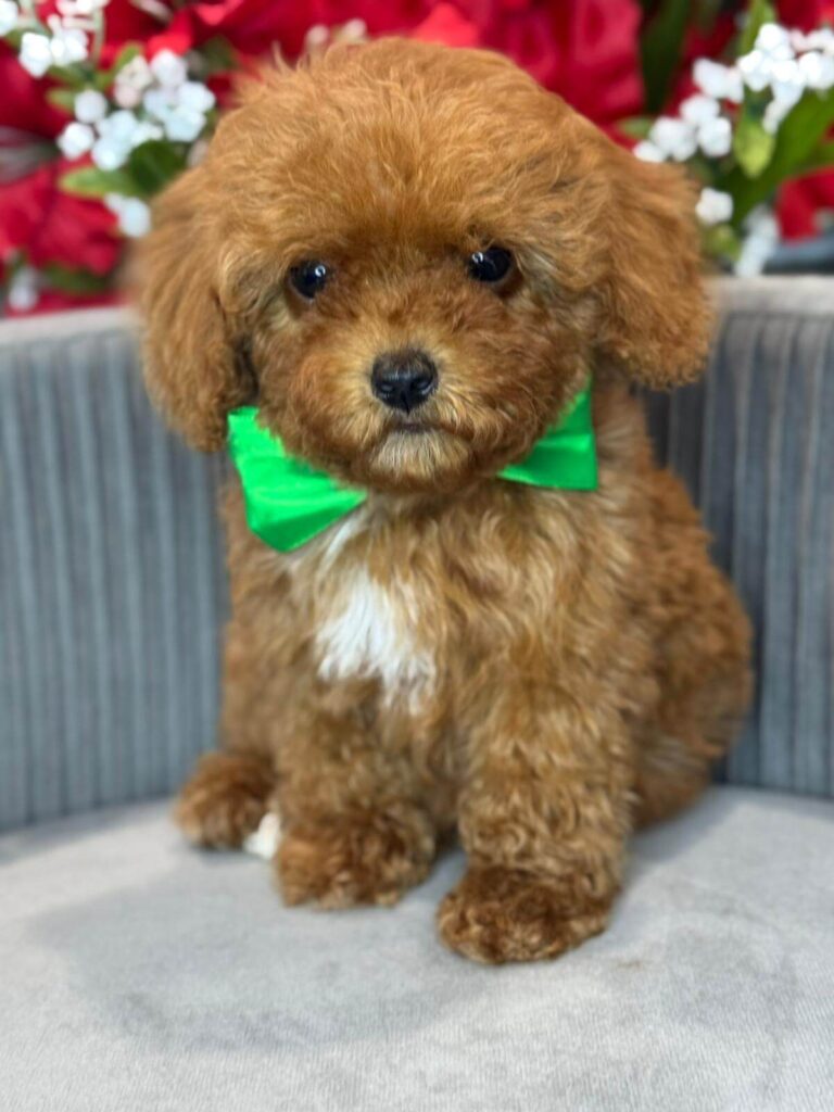 toy-poodle dog