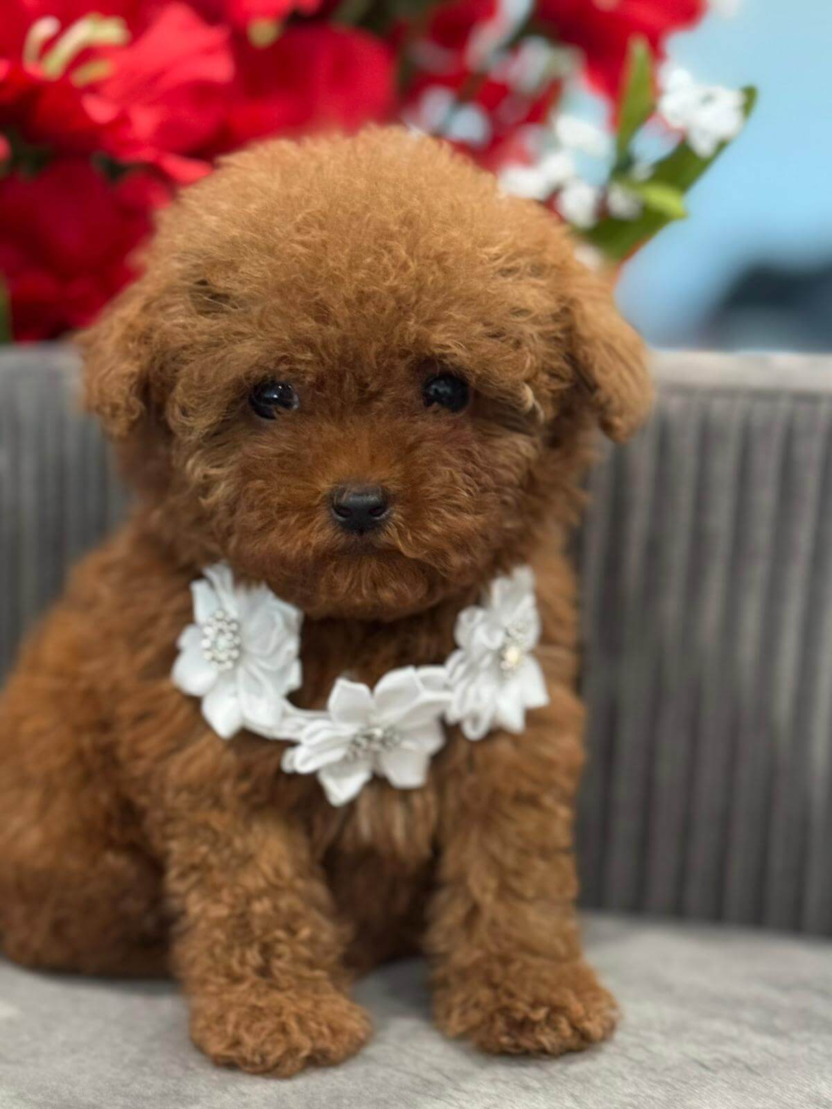 toy-poodle-male