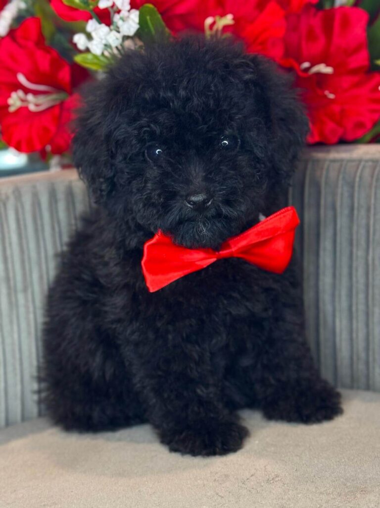 toy poodle
