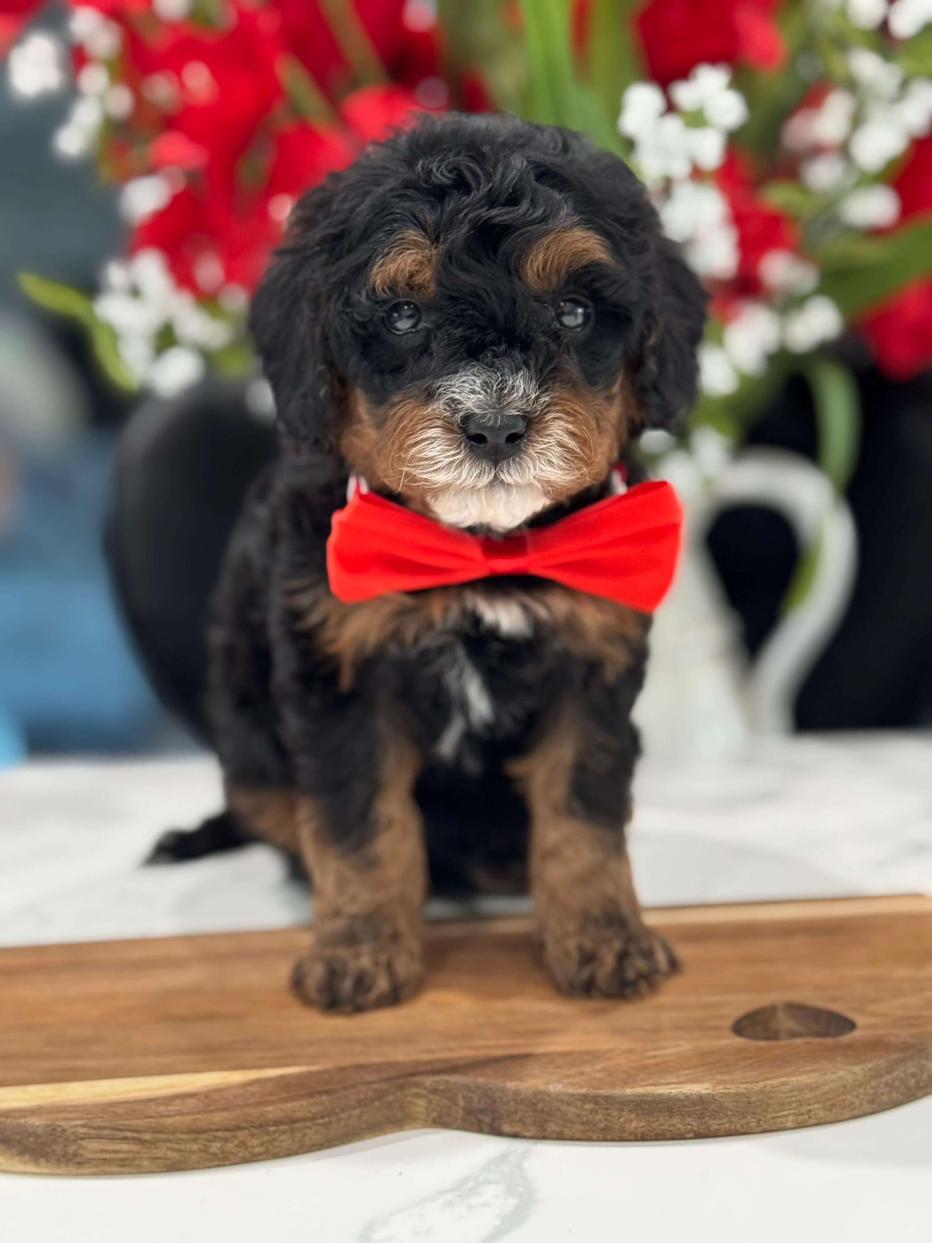 F1B cavapoo