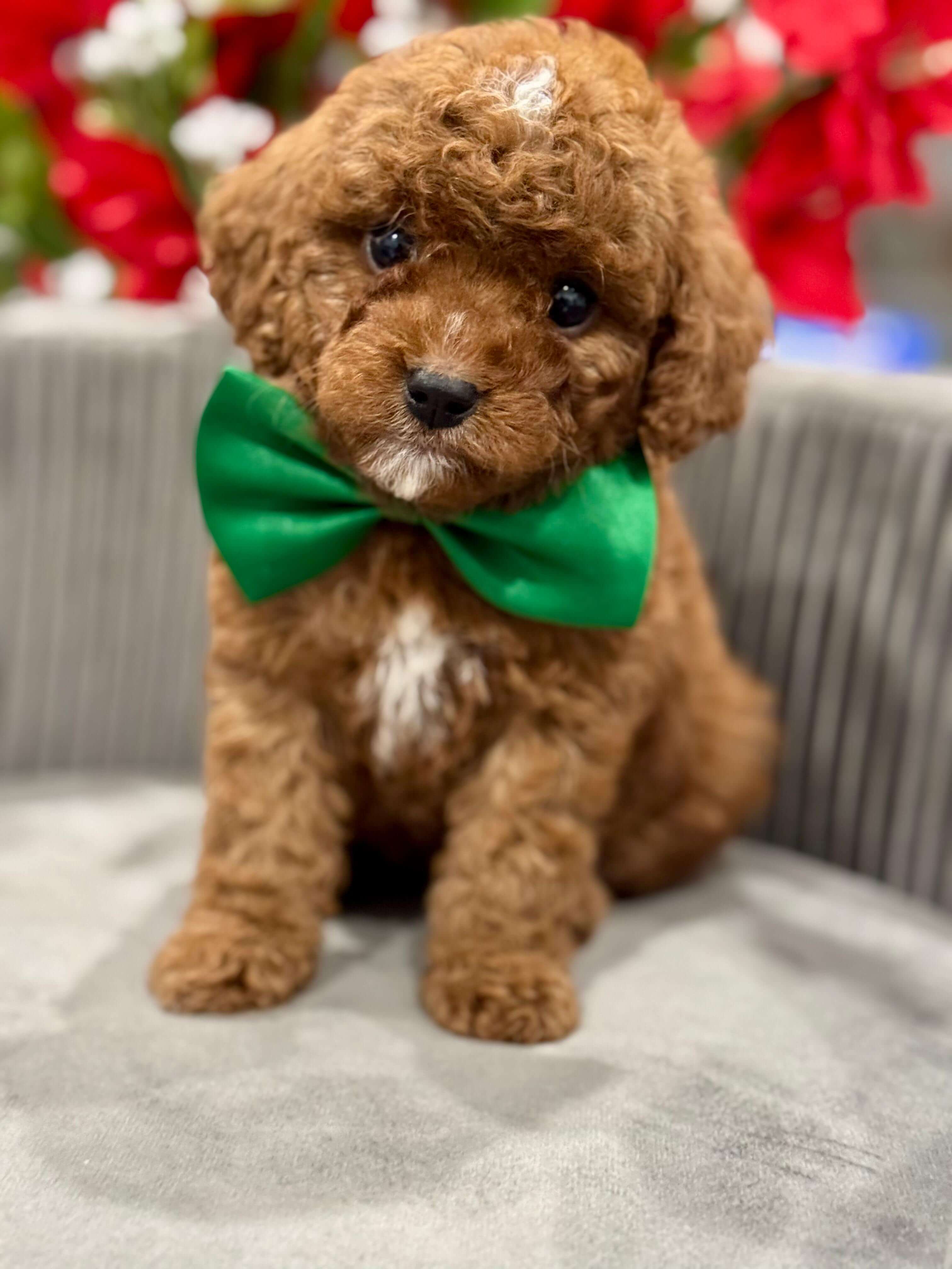 F1B cavapoo