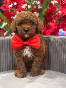 f1B cavapoo