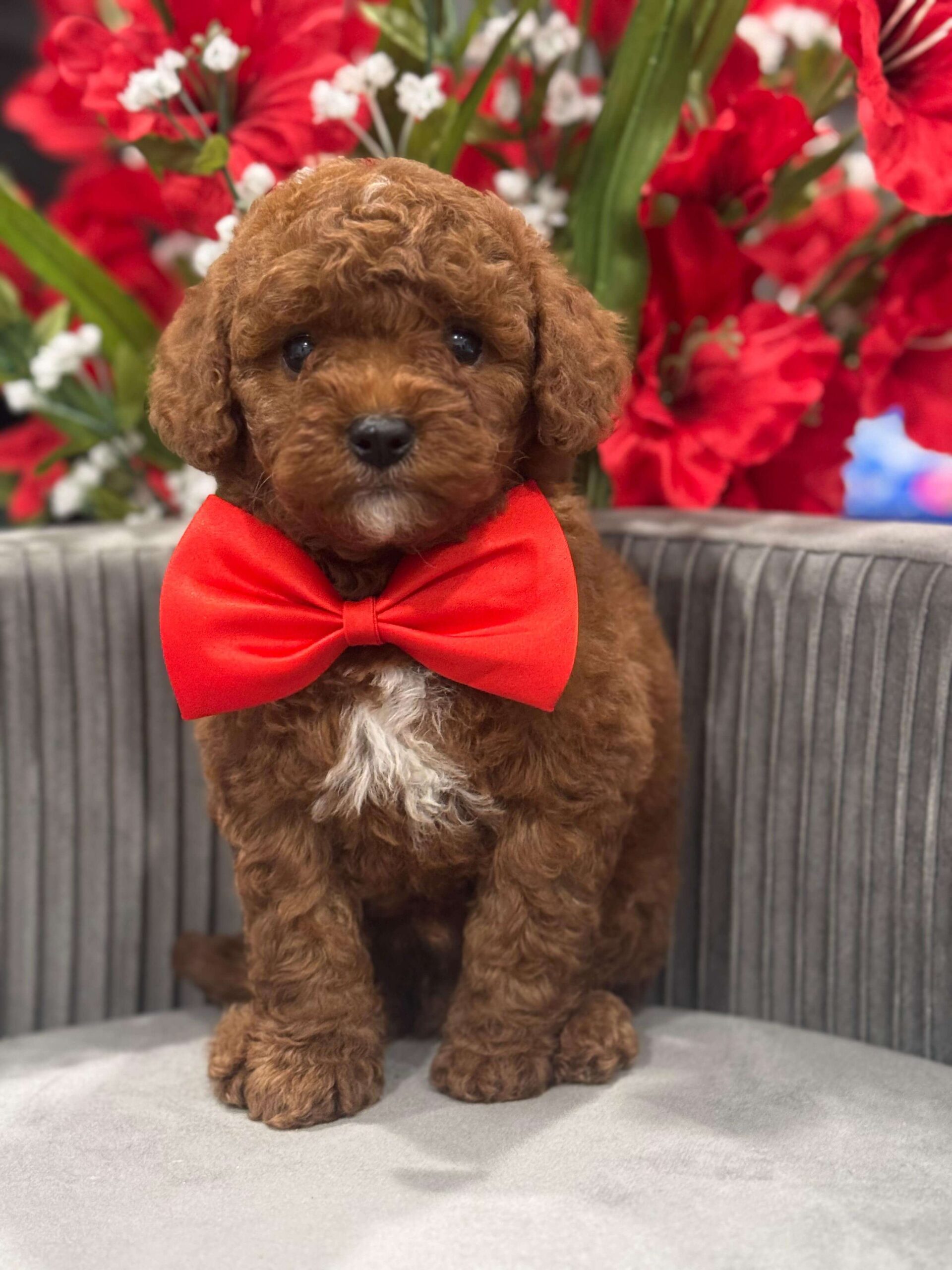 f1B cavapoo