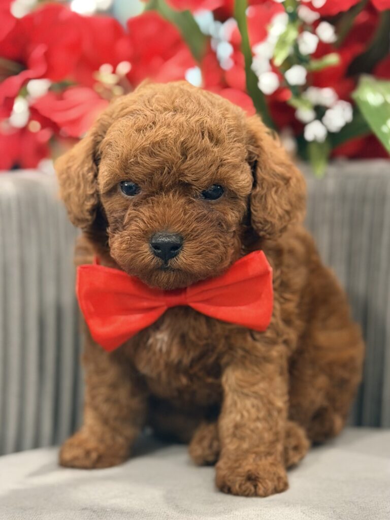 toy poodle