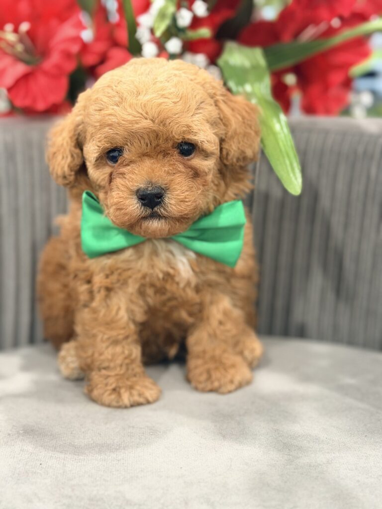 toy poodle
