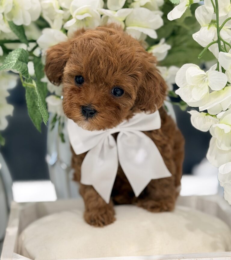 F1B cavapoo