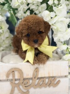 F1B cavapoo