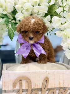 F1B cavapoo