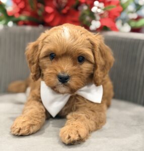 F1 cavapoo