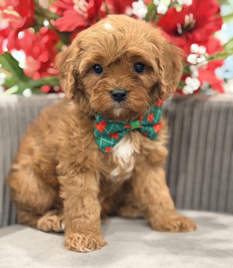 F1 cavapoo
