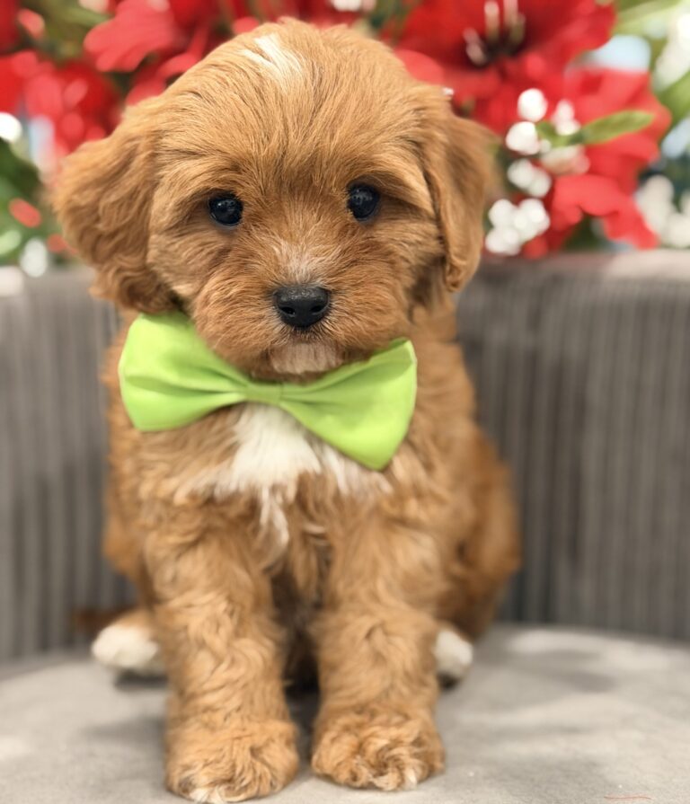 F1 cavapoo