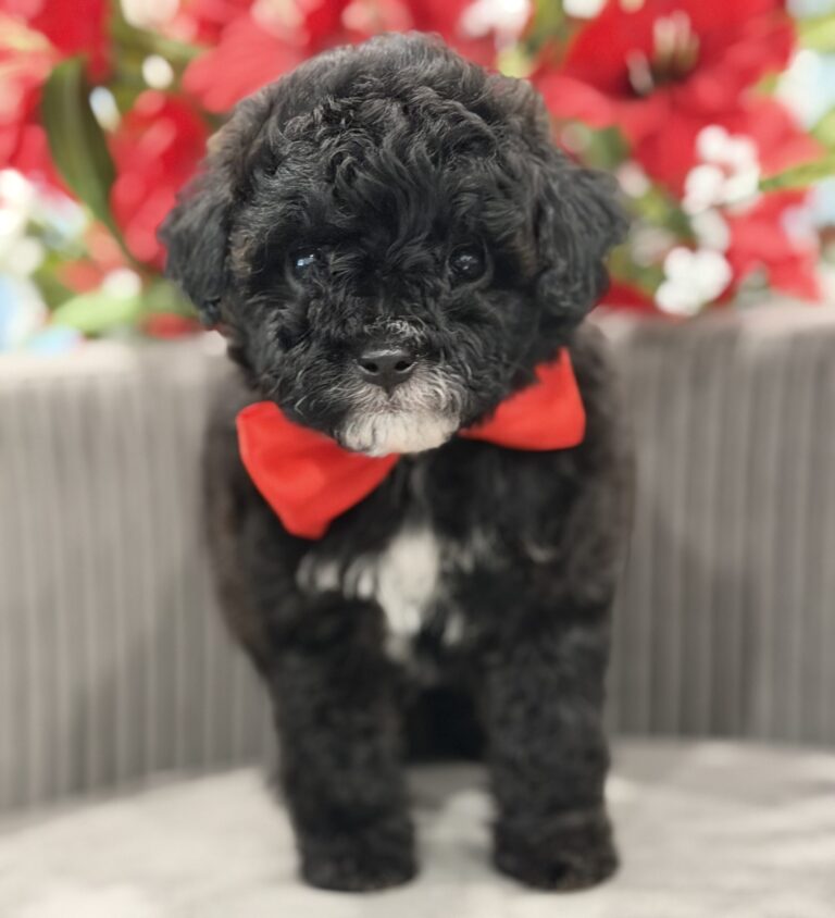 F1 cavapoo