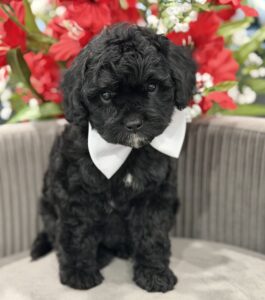 F1b cavapoo