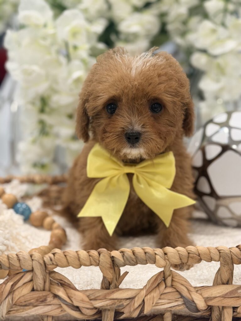 F1B cavapoo
