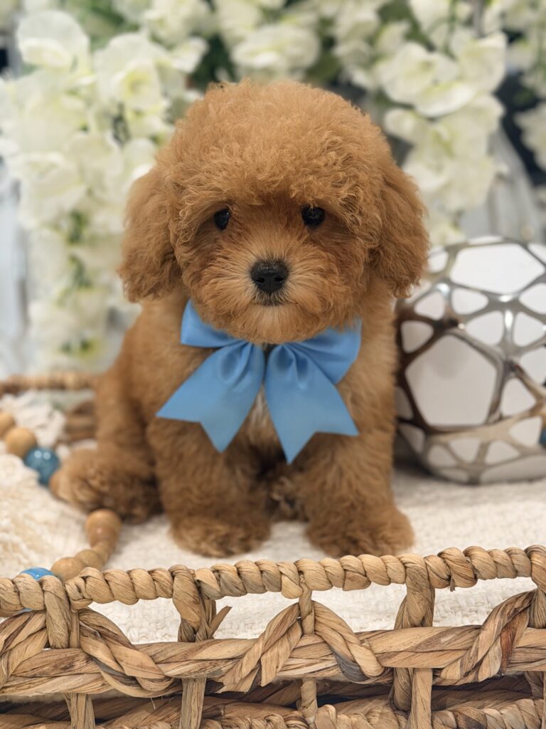 toy poodle