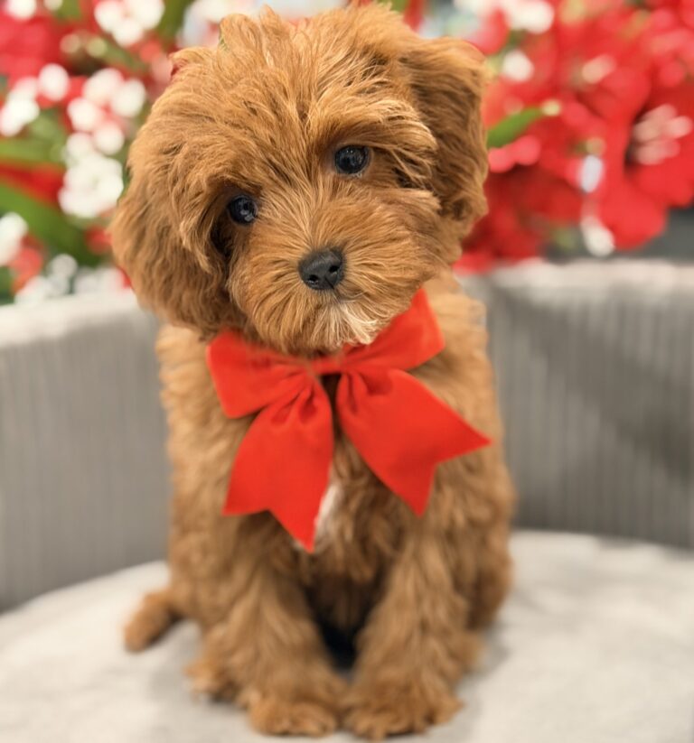 F1B cavapoo