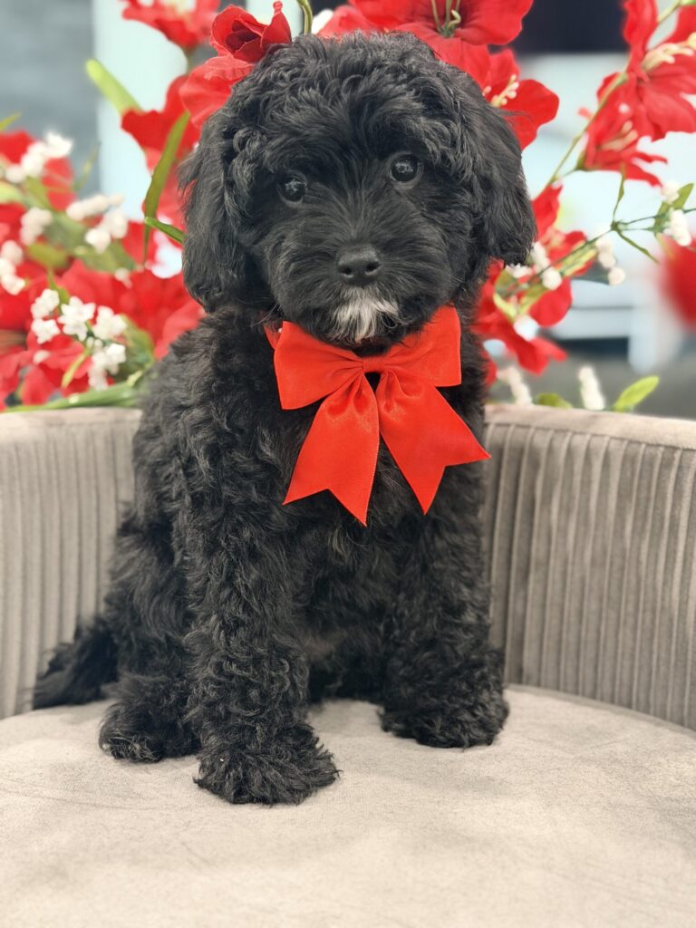 F1B cavapoo