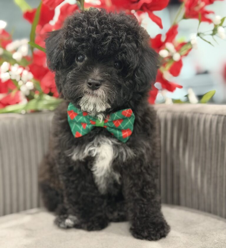 F1B cavapoo