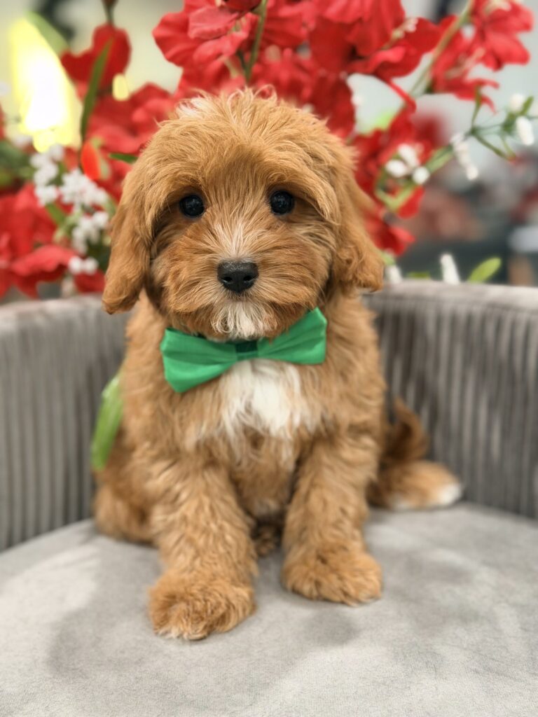 F1 cavapoo