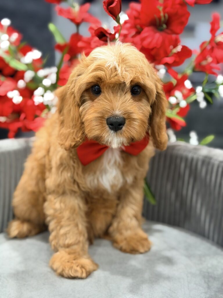 f1 cavapoo