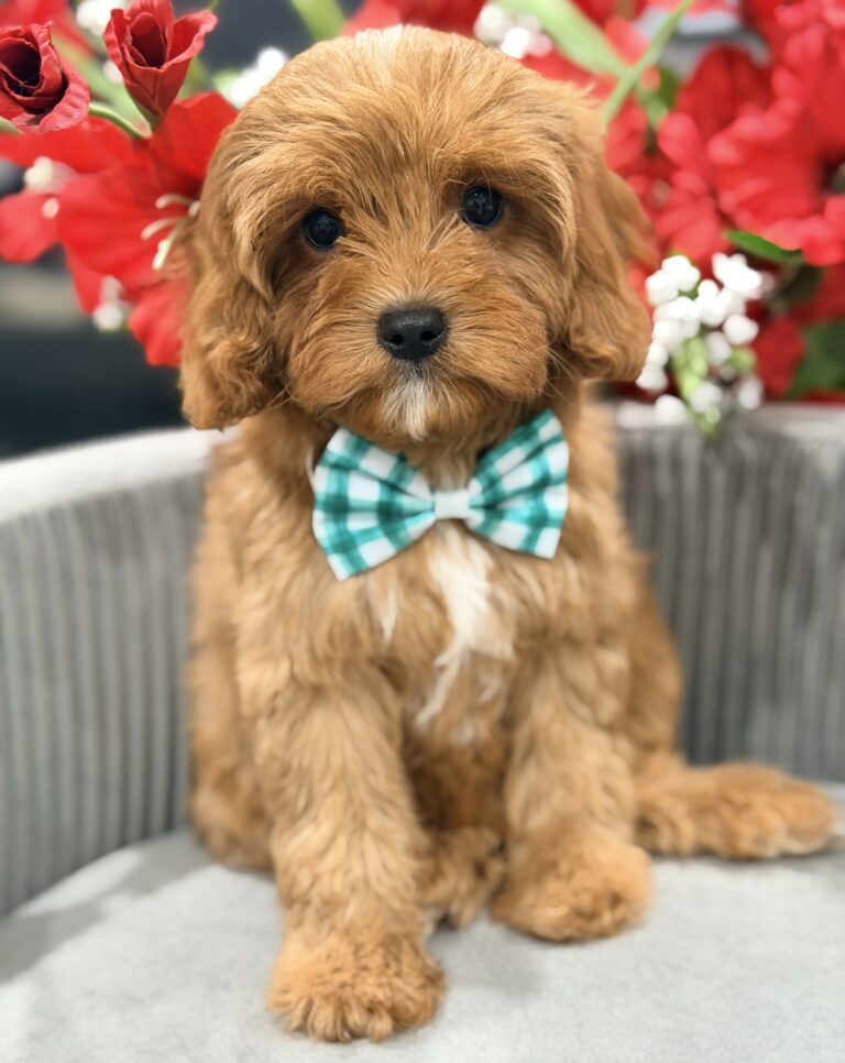 f1 cavapoo